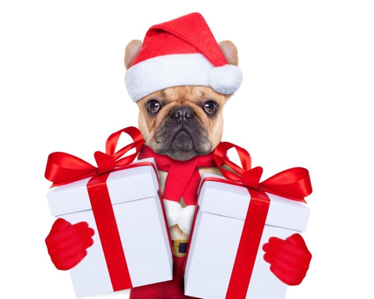 Glem ikke hunden når julegaverne skal deles ud